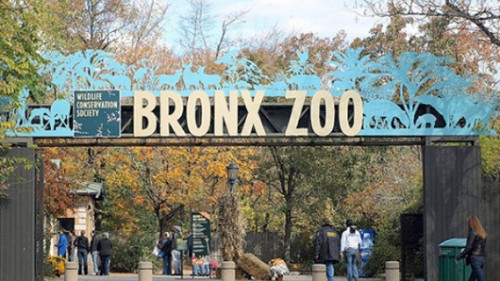 גן החיות בברונקס (צילום: טיים אאוט)