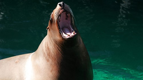 כאשר החוקרים נתנו את השפופרות ובהן הדגים הקטנים לאריות ים קליפורניים, הם הצליחו לשאוב את הדגים אל פיהםצילום: שאטרסטוק כאשר החוקרים נתנו את השפופרות ובהן הדגים הקטנים לאריות ים קליפורניים, הם הצליחו לשאוב את הדגים אל פיהםצילום: שאטרסטוק