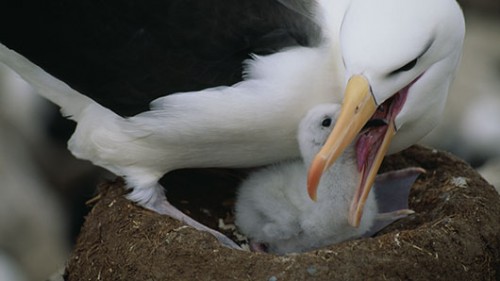 נקבה הנמצאת בזוגיות עם נקבה מטילה ביצה רק פעם בשנתייםצילום: שאטרסטוק