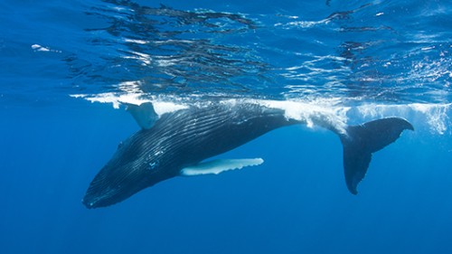 לוויתנים