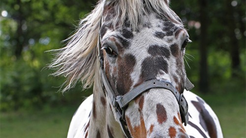 בגזע האפלוסה מופיעים כתמים לבנים עם נקודות צבעצילום: שאטרסטוק