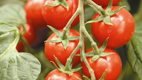 Cherry Tomato- Facts about Israel 