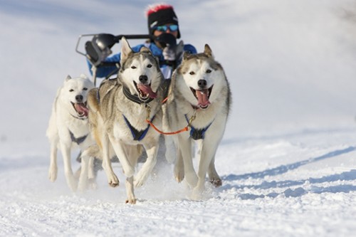 דובר בכלב שדומה לאלסקן מלמוט (Malamute), מגזעי הכלבים העתיקים ביותרצילום: שאטרסטוק
