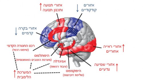 פעילות המוח בשנת REM. אזורים פעילים יותר (אדום) ופחות (כחול) בזמן שנת  REM בהשוואה לערות. הממצאים מבוססים על מחקרי זרימת דם במוח (PET) במהלך שנת REM  איור:Adapted from Kussey et al. INTERNATIONAL REVIEW OF NEUROBIOLOGY 2005  