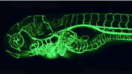 קרינה יניב. תצלום מיקרוסקופי של כלי דם בעובר דג זברה