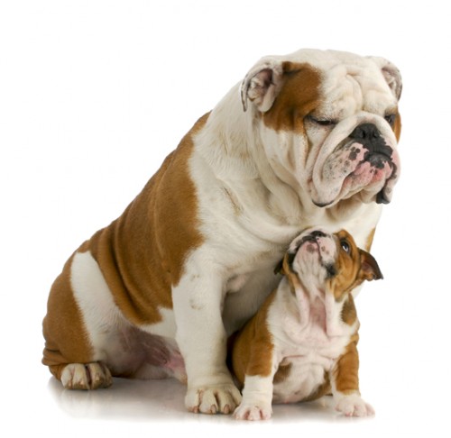 האם אתם מעוניינים בגור או בכלב מבוגר? צילום: Shutterstock האם אתם מעוניינים בגור או בכלב מבוגר? צילום: Shutterstock