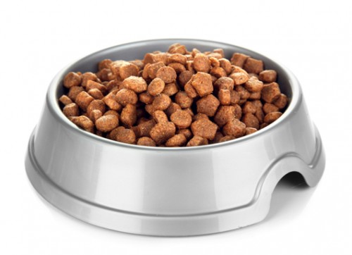 אוכל של כלבים. צילום: Shutterstock