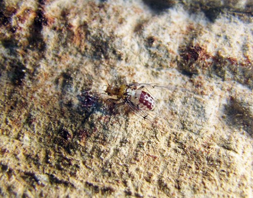 החרקים הקטנים, שאורכם אינו עולה על ארבעה מילימטרים, התגלו לראשונה במערה בברזיל  צילום: courtesy of Kazunori Yoshizawa 