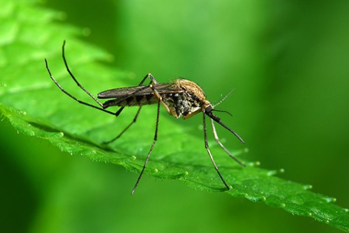 זחלי היתושים גדלים ומתפתחים בתוך המים, עד שהם מתגלמים והופכים לבסוף ליתוש צילום: שאטרסטוק