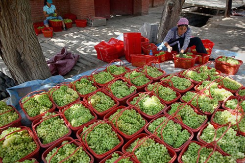 הגידול המרכזי בטורפאן הוא גפנים, שמהן מכינים צימוקים. צילום: אימג' בנק