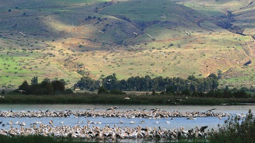 Birds in Israel, Hacula Valley- Facts about Israel