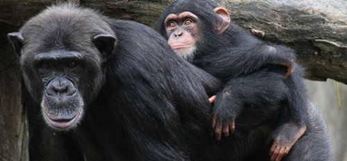 החוקרים גם לא מציינים שפרט לאדם, קופי-אדם מודרניים אינם יכולים לקפוץ את ידיהם לאגרופים ולהכות את פני יריביהםצילום: שאטרסטוק