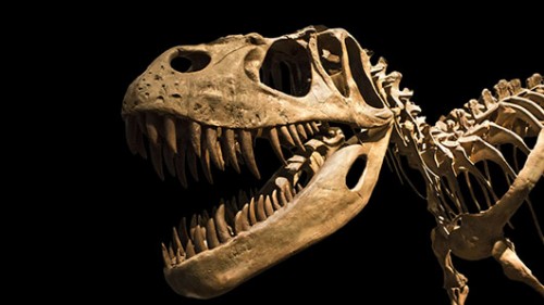 הדינוזוארים שלטו בכיפה בקרב חולייתני היבשה במשך תקופה של 125 מיליון שנה  צילום: שאטרסטוק
