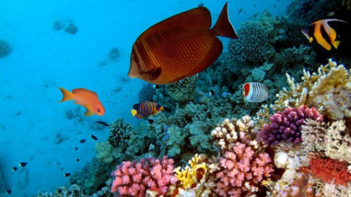 לעתים קרובות גורמים צלמים נשק לשוניות אלמוגים צילום: שאטרסטוק