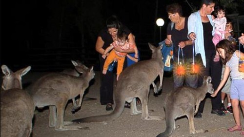 לינת לילה, גן גורו