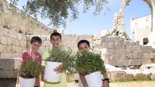 סיורים במגדל דוד