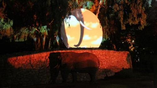 קסם בספארי. צילום: ראובן שניידר