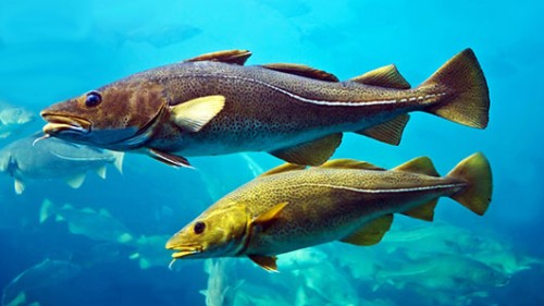 אפילו דגים מסוגלים ללמוד זה מזה צילום: שאטרסטוק