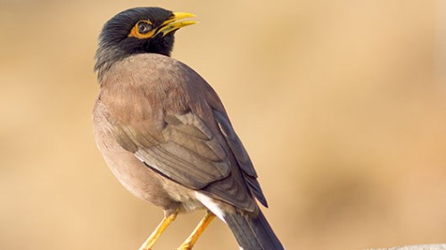 יש עלייה בשכיחות של מיני עופות פולשים בישראל, ובפרט המאינה ההודית צילום: שאטרסטוק