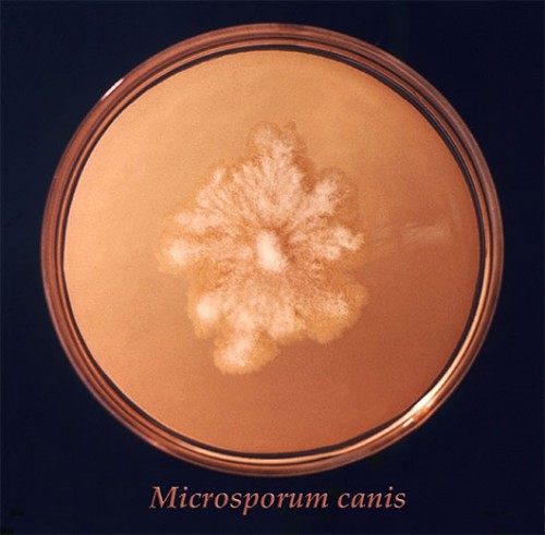 מושבה של Microsporum canis על צלחת פטרי צילום: CDC/ Dr. Lucille K. Georg