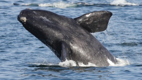 לוויתנים מסוג הלווייתן הנכון בולעים את טרפם באופן ישיר ולכן הם חסרי שיניים  צילום: שאטרסטוק 