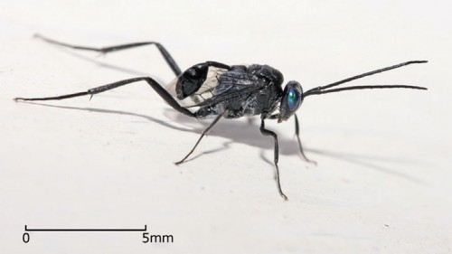 צרתיקן הבתים