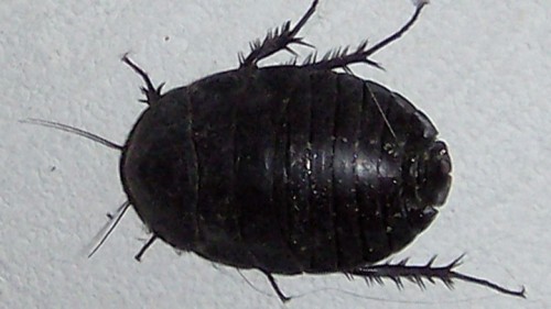 תיקנחול מצרי