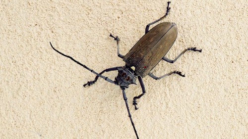 יקרונית התאנה