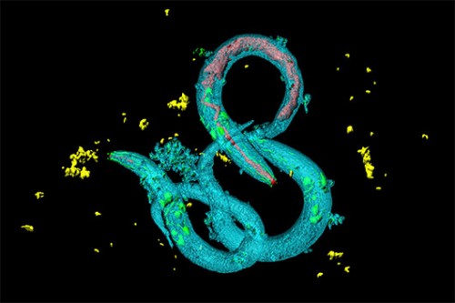 תולעי C. elegans. מאחר שהגבלת קלוריות ככל הנראה מאריכת חיים, הנינים של התולעים המורעבות חיו חיים ארוכים פי 1.5 מתולעים רגילות צילום:  Shutterstock