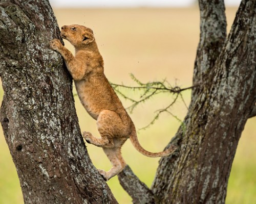 כפיר אריות מטפס על עץ כדי להגיע לאמו צילום: רועי גליץ
