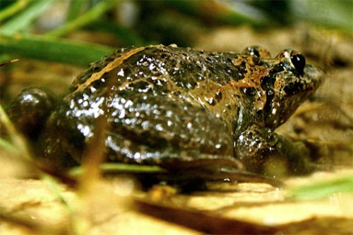 הצפרדע עגולשון שחור גרון. גם הוא בסכנת הכחדה צילום מתוך Wikipedia