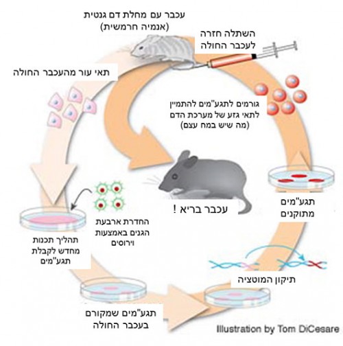 סכמה המתארת ריפוי של אנמיה חרמשית בעכברים באמצעות תגע&quot;מיםאיור: MIT/ Tom DiCesare / עריכת עברית: אביחי רן