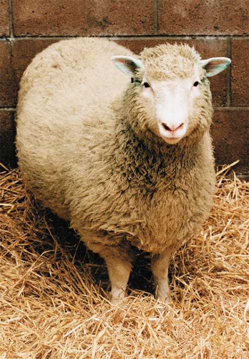 הכבשה המפורסמת דולי היתה מעין תאומה זהה של הכבשה שתרמה את הגן הסומטיצילום: אימג'בנק