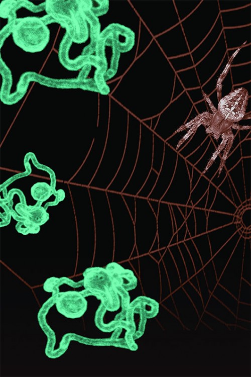 עכבישה מסוג גלגלן הצלב על רשת הקורים שלה; משמאל: הגדלה של הקורים הסינתטיים שהופקו במעבדה צילום: Mithril Material Sciences 