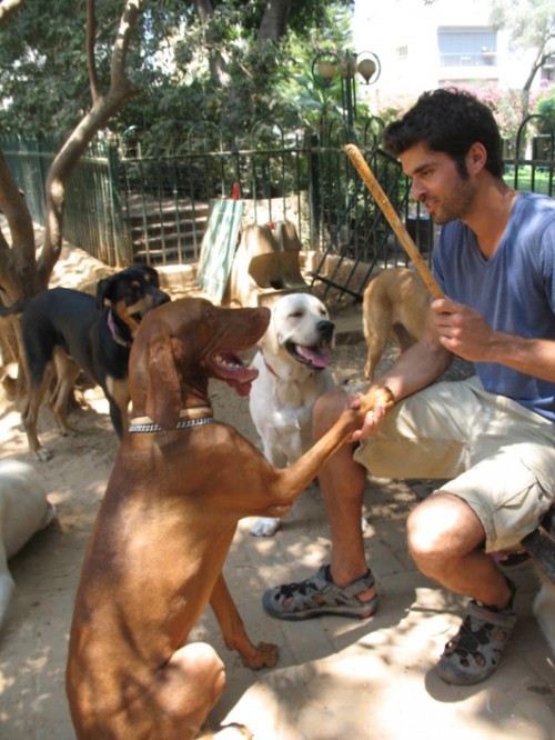 החיים הם קייטנה. זהבי וכלבלבים