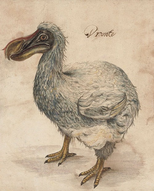 ציפור הדודו. האם יהיה אפשר להחזיר גם אותה?  צילום מתוך Wikipedia 