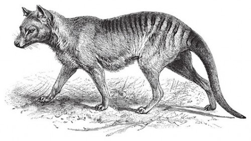 הזאב הטסמני. נכחד במהלך המאה ה־20 צילום: שאטרסטוק 