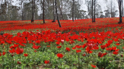 פריחת הכלניות. צילום: דפנה סיבוני