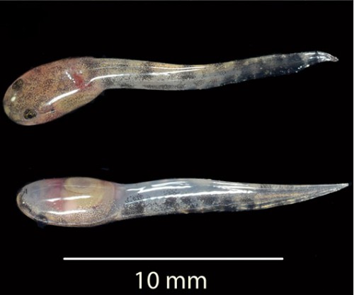 שני ראשנים של L. larvaepartus שהושרצו לאחרונה. אורכם כסנטימטר וחצי צילום: Jim McGuire, UC Berkeley 