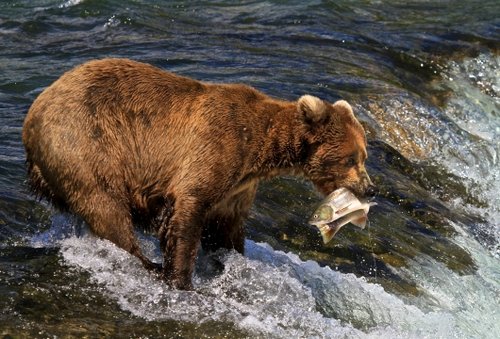 הדוב הענק מחזיק בפיו את הדג שזה עתה צד. הדוב מקפיד להתחיל את האכילה מבטן הסלמון צילום: דורון הורוביץ