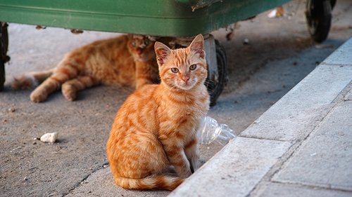 חתולי רחוב. צילום: Shutterstock