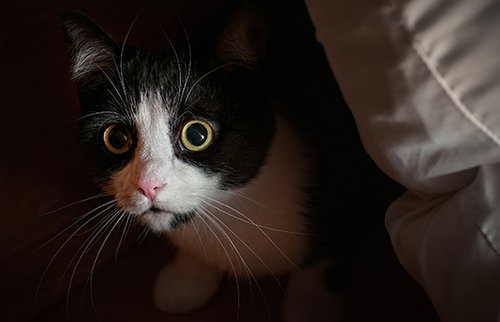 חתול מסתתר. תמונה: shutterstock