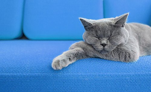 חתול מנמנמם. צילום: Shutterstock