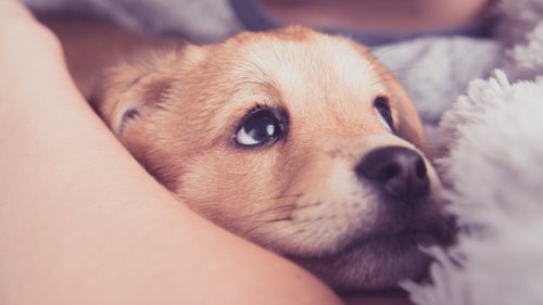מי כלב טוב? צילום: Shutterstock