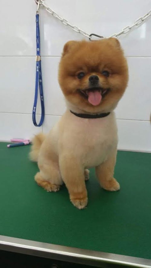 יופי של פריזורה. צילום: איריס פז