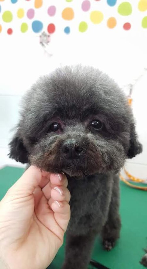 כלב חמוד ומטופח. צילום: איריס פז