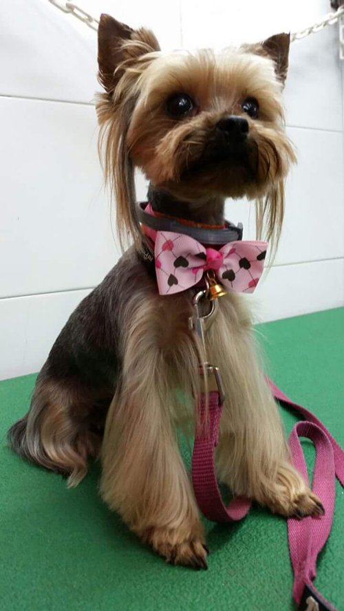 כלב עם פפיון. צילום: איריס פז