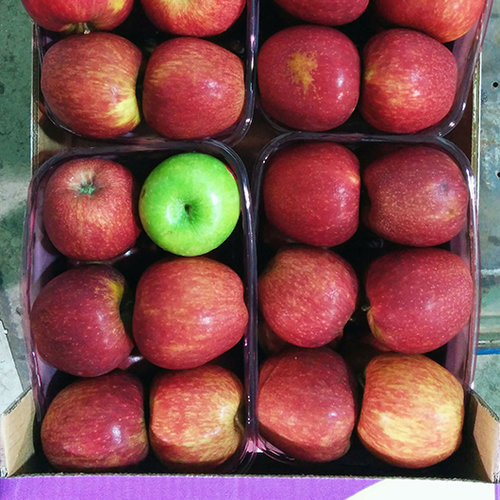 תפוחים (צילום: שאטרסטוק)
