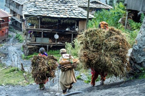 נשים עושות את דרכן חזרה אל הכפר לאחר יום עבודה בשדות, נושאות על גבן צמחי קנאביס ועצים להסקה צילום: דנה תמרי