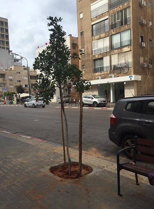 שותלים עצים בבן יהודה (צילום: קבוצת רובע בני דן בפייסבוק)